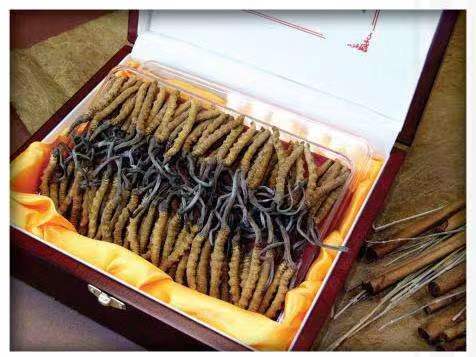 前进冬虫夏草回收